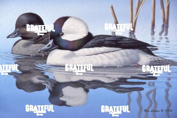 1985 Buffleheads