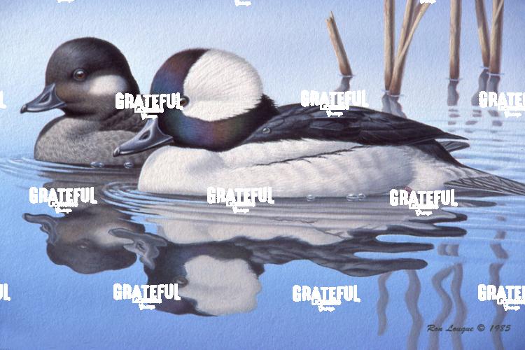 1985 Buffleheads