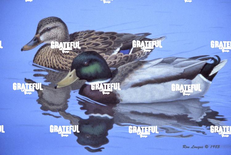 1985 Blue Water Mallards