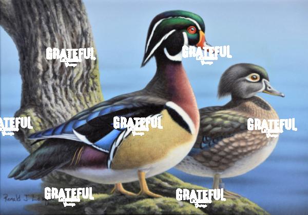 2009 Wood Duck Fed Entry 2