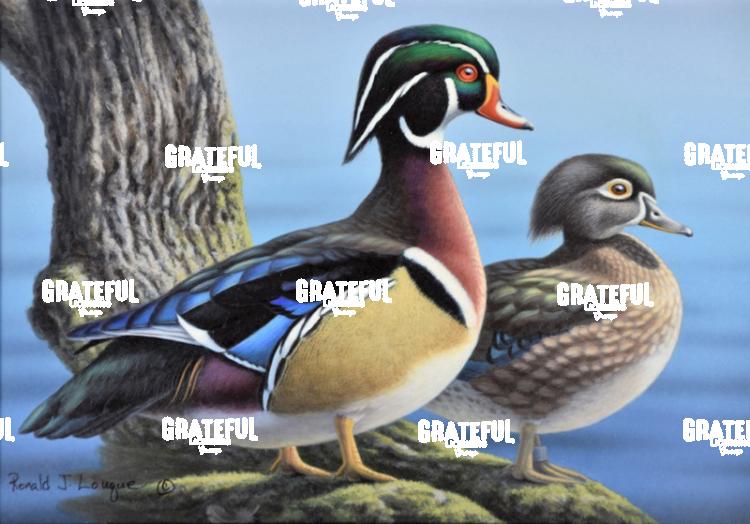 2009 Wood Duck Fed Entry 2