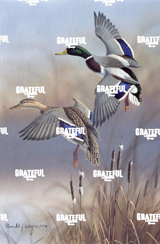 1984 Mallards Dropping