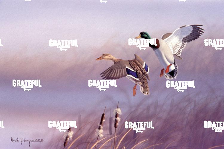 1984 Mallard Descent