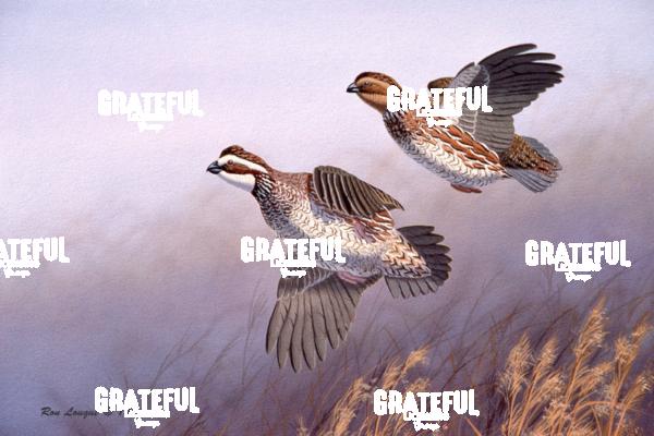 1984 Broomstraw Quail