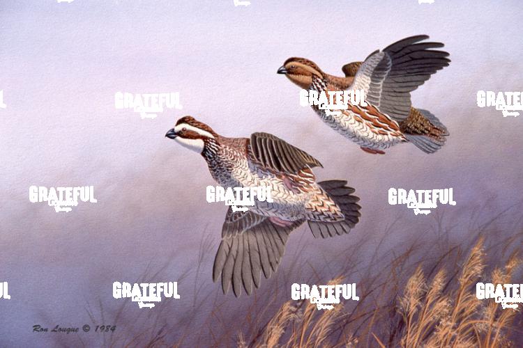 1984 Broomstraw Quail