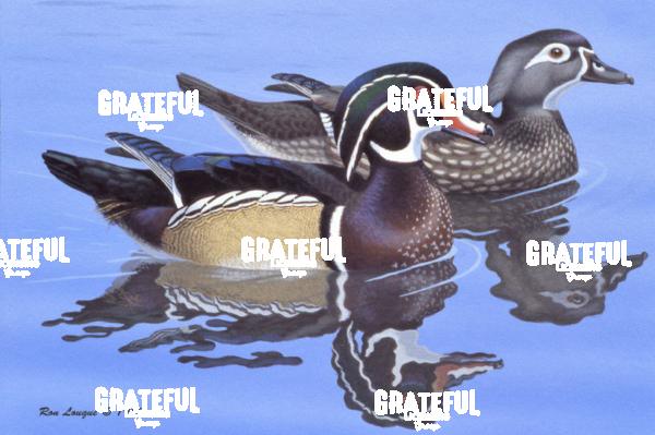 1983 Wood Duck Water