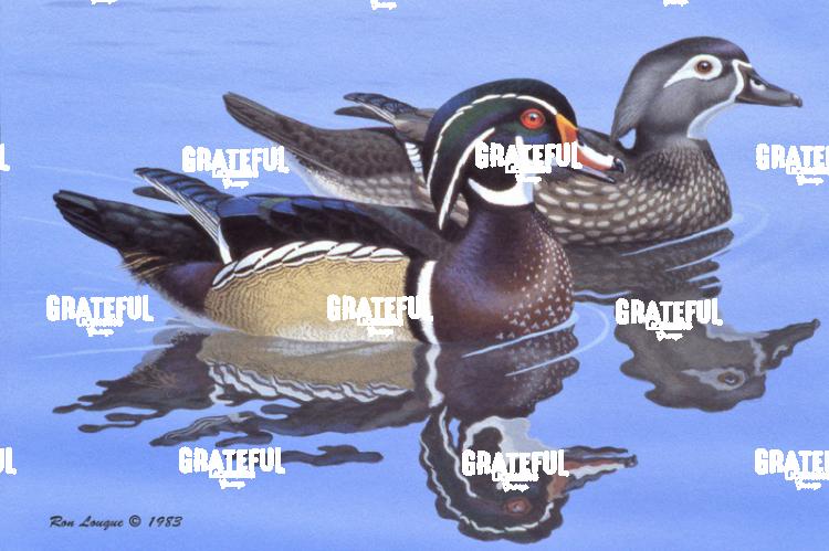 1983 Wood Duck Water