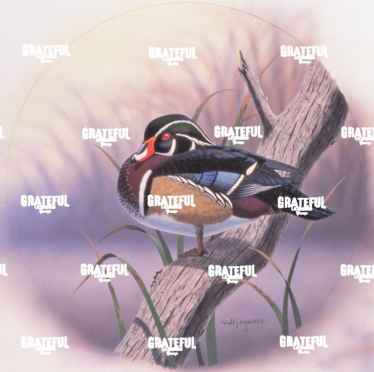 1982 Wood Duck At Rest