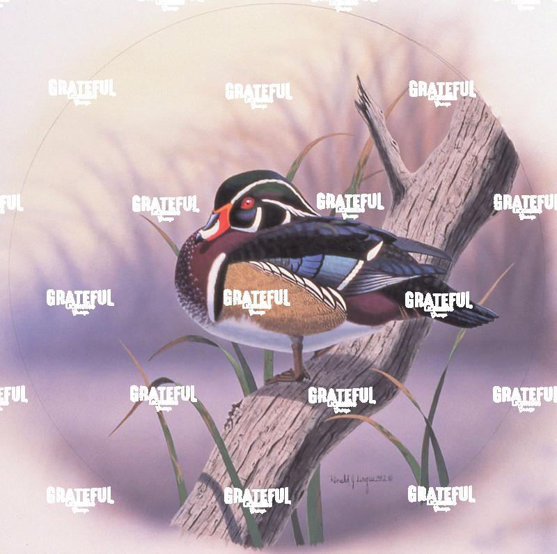 1982 Wood Duck At Rest