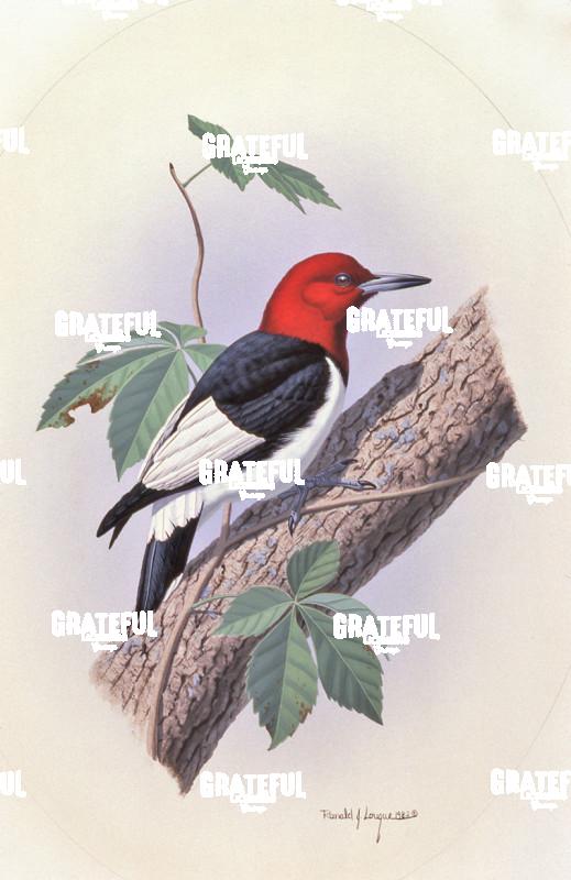 1982 RH Woodpecker