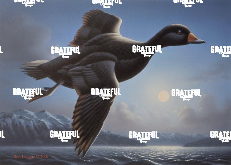 2001 Black Scoter