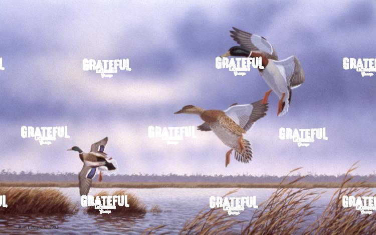 1982 Marsh Mallards