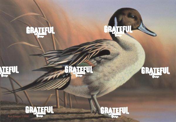 2000 Fed Duck Stamp Entry