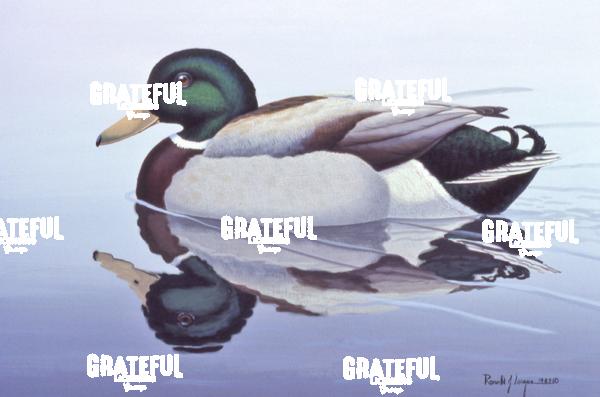 1982 Mallard At Rest