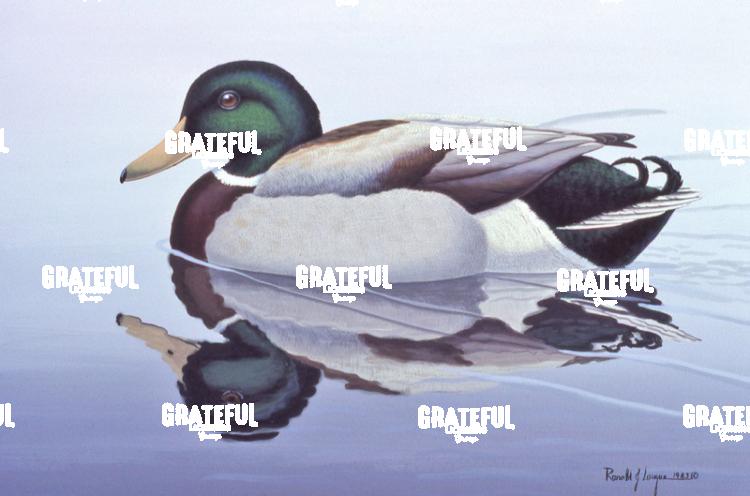 1982 Mallard At Rest