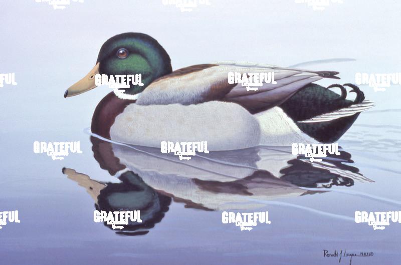 1982 Mallard At Rest