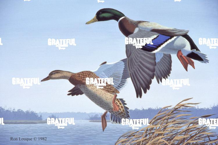 1982 Mallard Cove