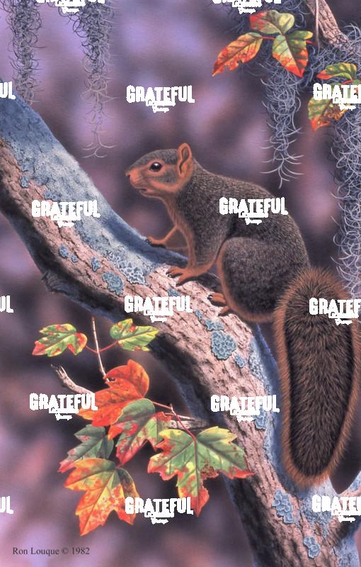 1982 Fox Squirrel Maple PI