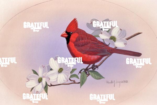 1981 Spring Cardinal