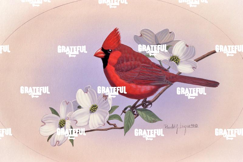 1981 Spring Cardinal