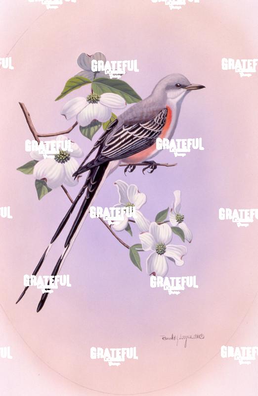 1981 Scissortail Flycatcher