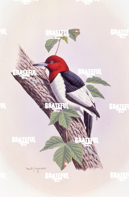 1981 Red Head PI