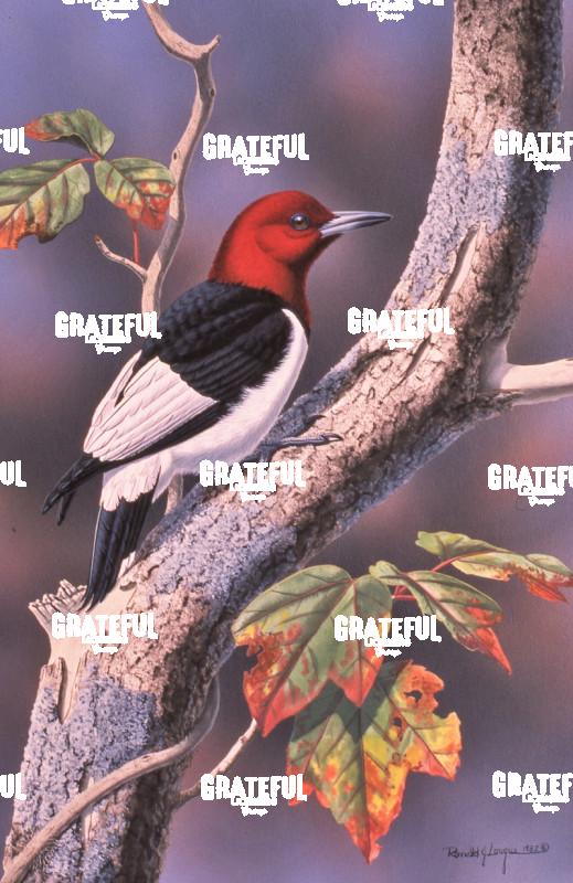 1982 Red Headed WP Maple