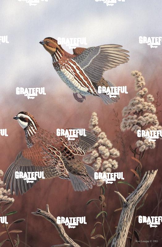 1981 Quail Rise