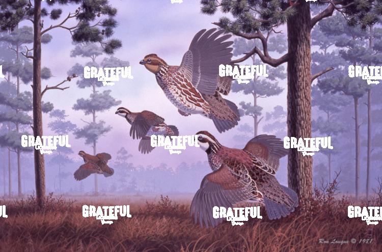 1981 Piney Woods Quail