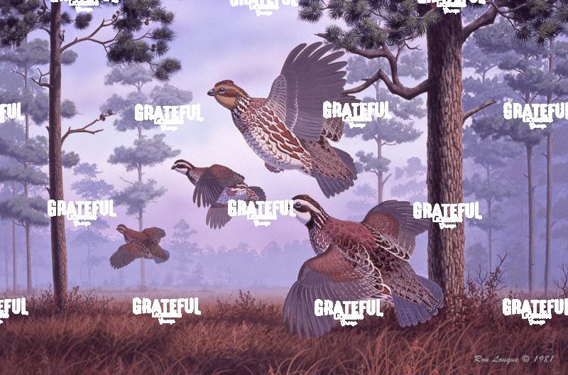 1981 Piney Woods Quail