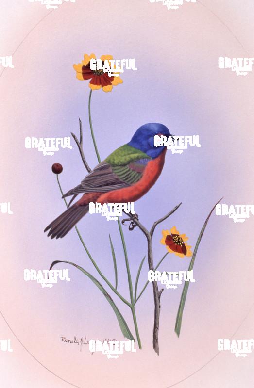 1981 Painted Bunting