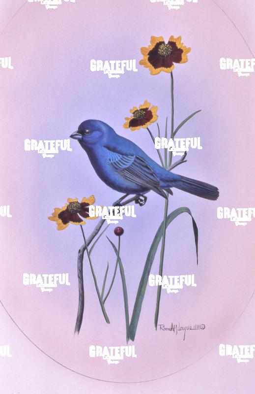 1981 Indigo Bunting 2