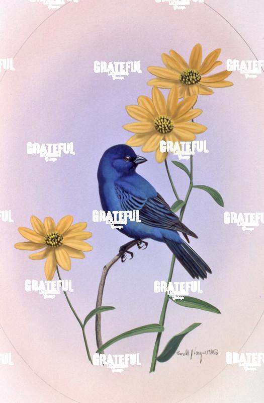 1981 Indigo Bunting