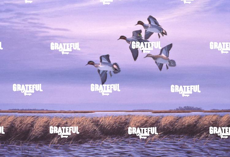 1981 Green Wing Marsh