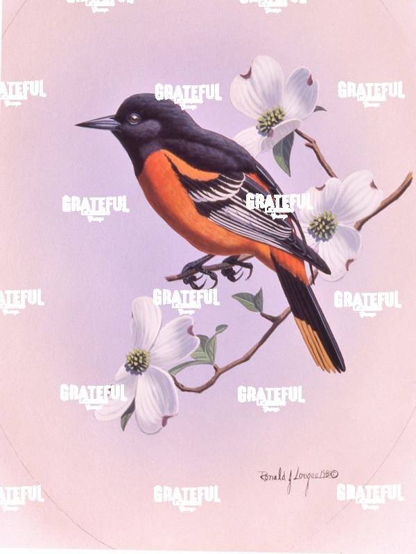 1981 Baltimore Oriole