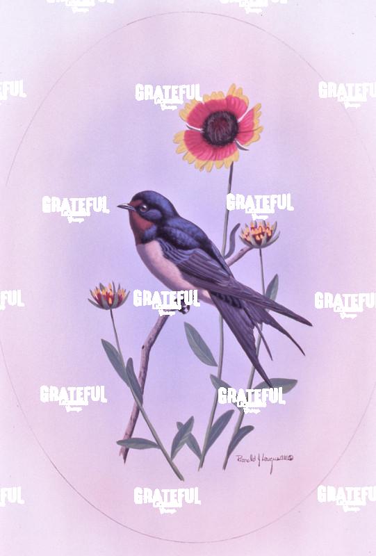 1981 Barn Swallow
