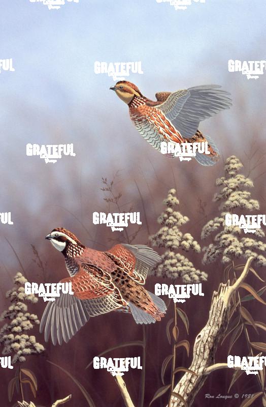 1980 Wings From Cover