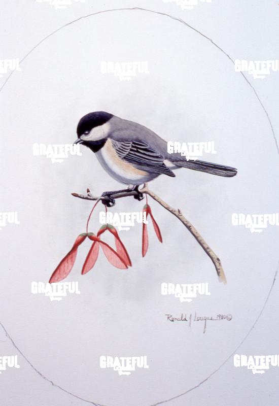 1980 Spring Chickadee