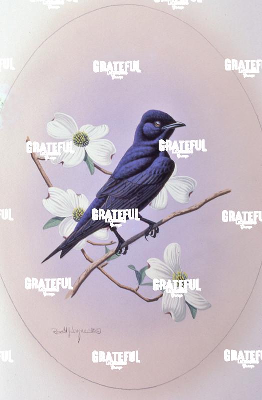 1980 Purple Martin