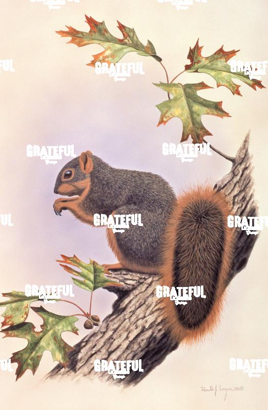 1980 Fox Squirrel Oak