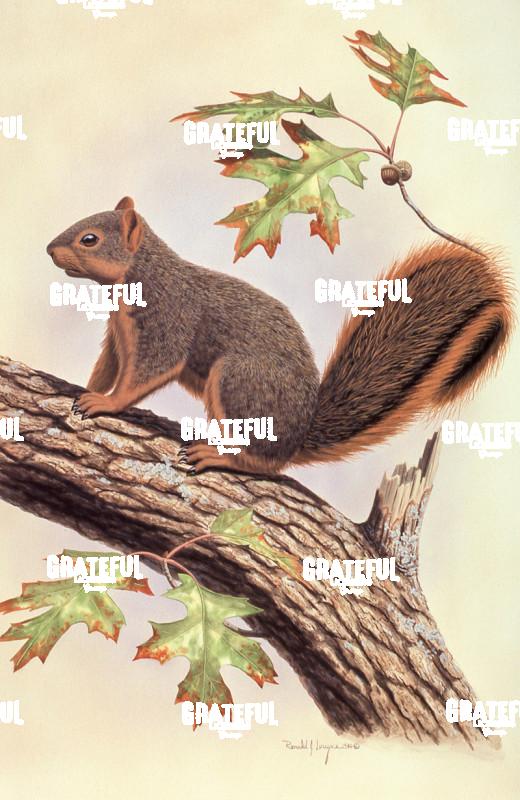 1980 Fox Squirrel and Oak