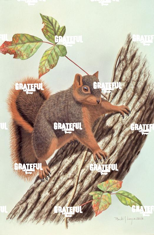 1980 Fox Squirrel and Poison Ivy