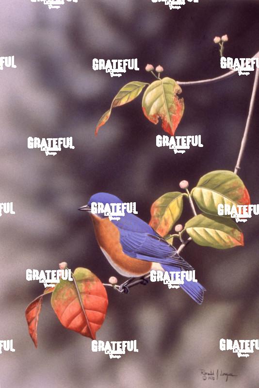 1980 E Bluebird Dogwood