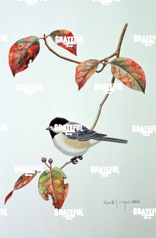 1980 Dogwood Chickadee