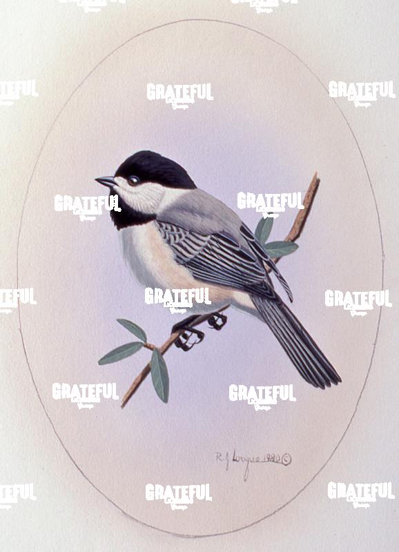 1980 Chickadee