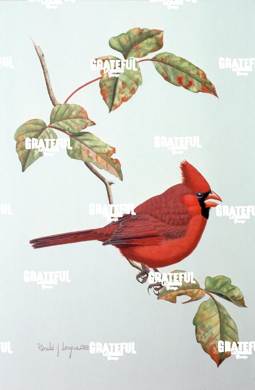 1980 Cardinal P Ivy
