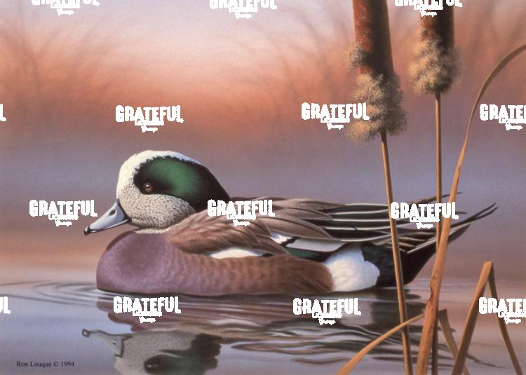 1995 Lone Widgeon