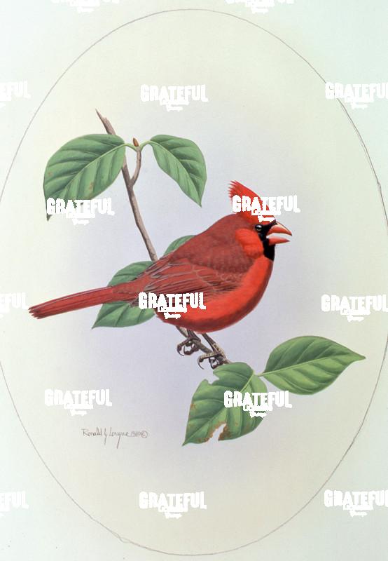 1980 Cardinal Dogwood