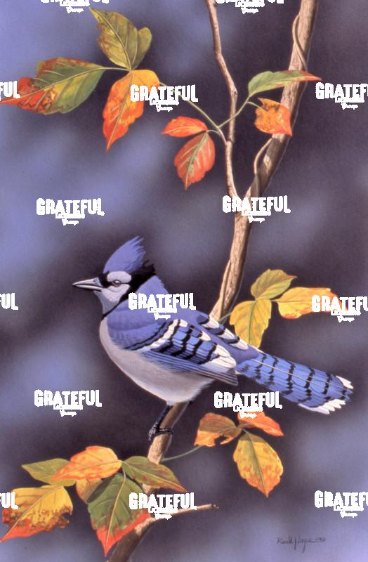 1980 Blue Jay Poison Ivy