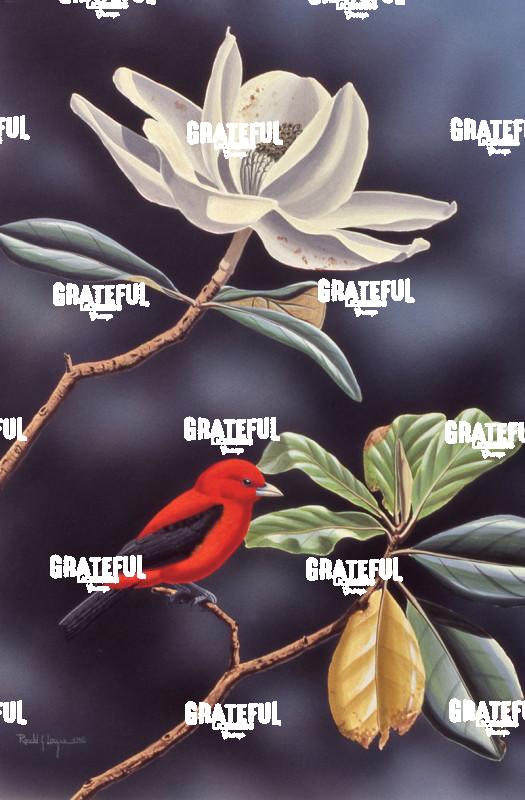 1979 Scarlet Tanager Magnolia